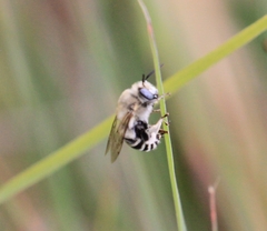 Anthophora urbana