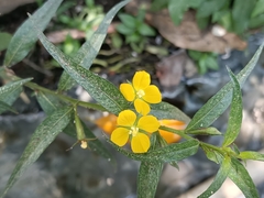 Ludwigia