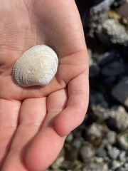 Ruditapes philippinarum