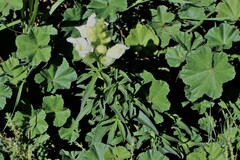 Antirrhinum majus