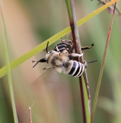 Anthophora urbana