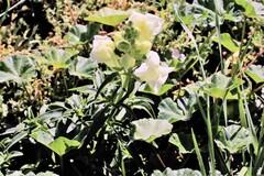 Antirrhinum majus