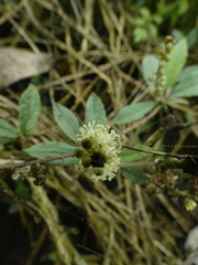 Croton spurcus