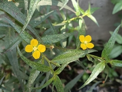 Ludwigia