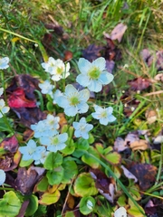 Parnassia asarifolia