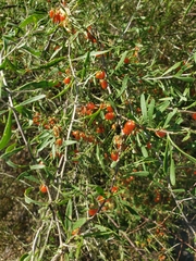 Lycium berlandieri