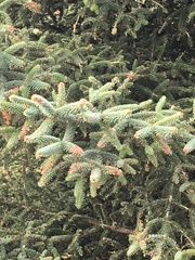 Abies pinsapo