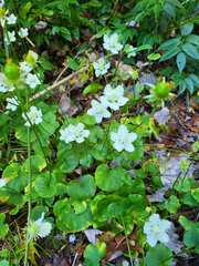 Parnassia asarifolia