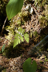 Gymnocarpium dryopteris