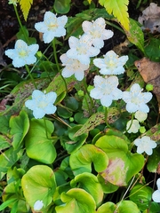 Parnassia asarifolia