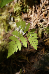 Gymnocarpium dryopteris