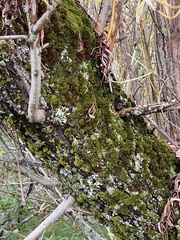 Pseudevernia furfuracea