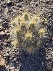 Echinocereus stramineus