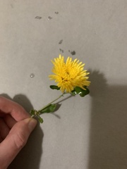 Chrysanthemum morifolium