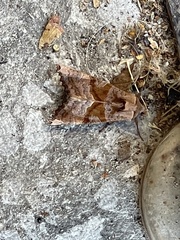 Phlogophora