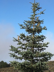 Abies pinsapo