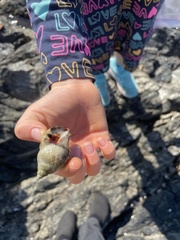 Nucella canaliculata