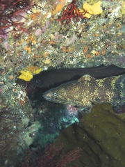 Brotula multibarbata