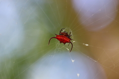 Gasteracantha falcicornis