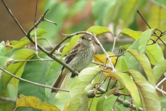 Myiophobus fasciatus