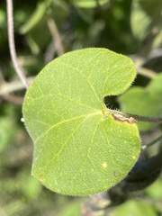 Polystemma cordifolium