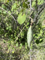 Polystemma cordifolium