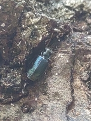Coptodera aerata