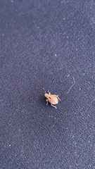 Pantomorus cervinus