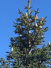 Abies pinsapo
