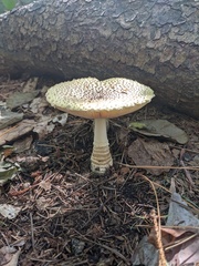 Amanita muscaria formosa