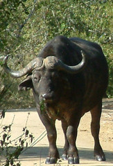 Syncerus caffer caffer