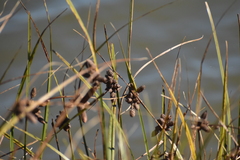 Bolboschoenus robustus