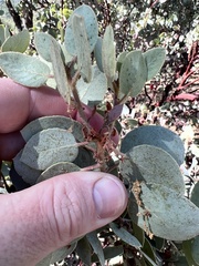 Arctostaphylos viscida mariposa