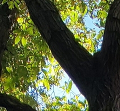 Quercus imbricaria