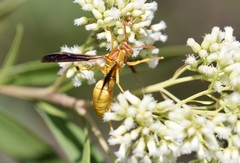 Polistes flavus
