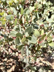 Arctostaphylos viscida mariposa