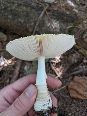 Amanita muscaria formosa