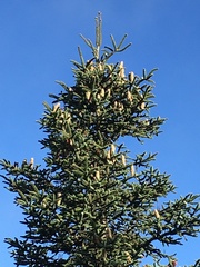 Abies pinsapo