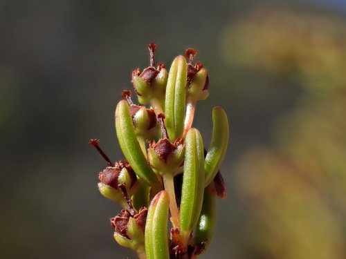Image of Caterpillar Heath (Erica coarctata) by (c) Ren Hoekstra, some rights reserved (CC BY)