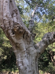 Ficus insipida