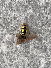 Xanthocampsomeris limosa