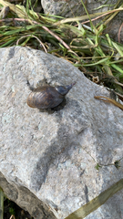 Lymnaea stagnalis