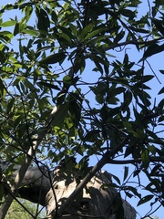 Ficus insipida