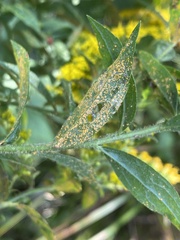 Coleosporium solidaginis