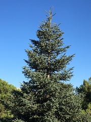 Abies pinsapo