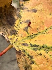 Vasates aceriscrumena