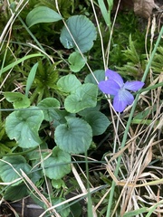 Viola selkirkii