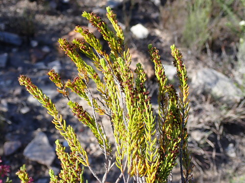 Image of Caterpillar Heath (Erica coarctata) by (c) Ren Hoekstra, some rights reserved (CC BY)