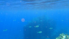 Trachinotus ovatus