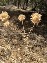 Cirsium mohavense